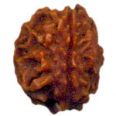 2 mukhi rudraksha nepal